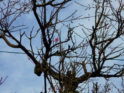 DSCN1466.jpg