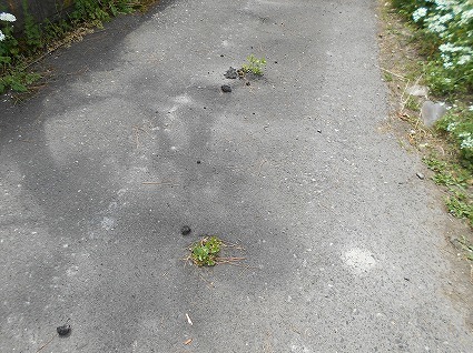 DSCN3866.jpg