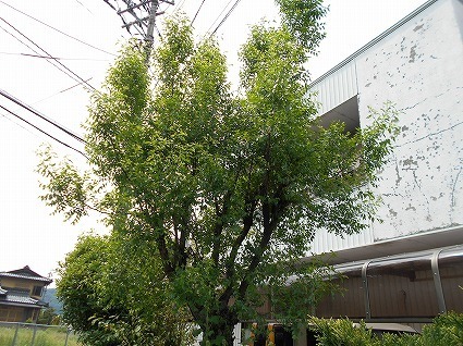DSCN3867.jpg