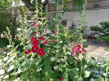 DSCN3895.jpg