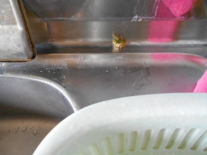 DSCN4098.jpg