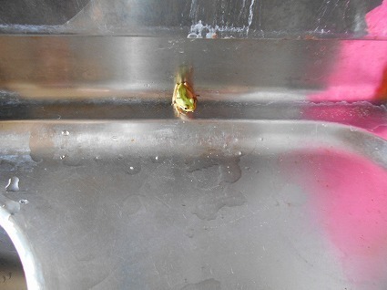 DSCN4099.jpg