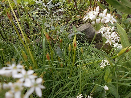 DSCN4289.jpg