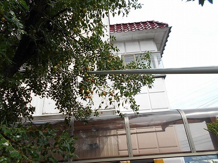 DSCN4373.jpg