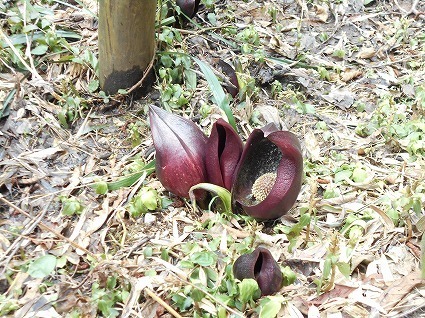 DSCN4738.jpg