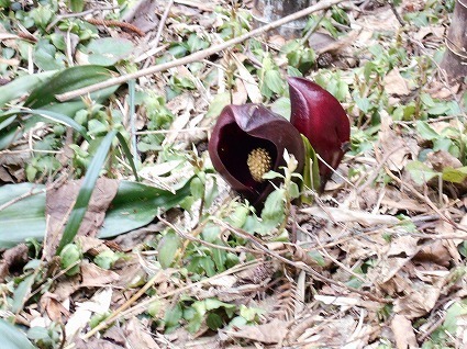 DSCN4742.jpg
