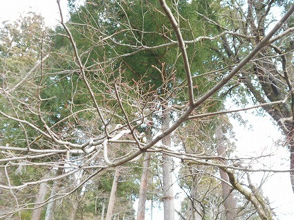 DSCN4772.jpg