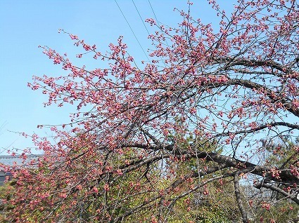 DSCN4815.jpg