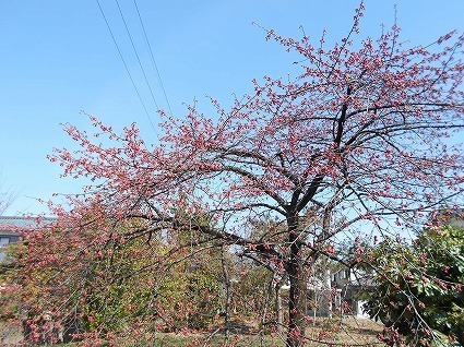 DSCN4816.jpg