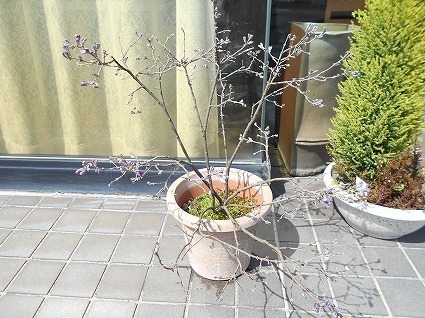 DSCN4862.jpg
