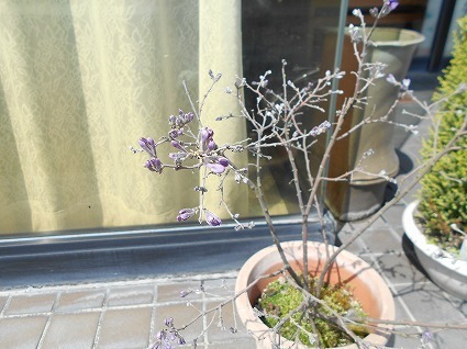 DSCN4863.jpg