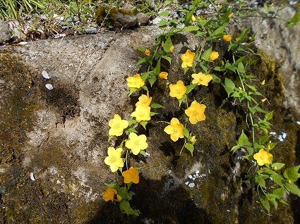 DSCN5697.jpg