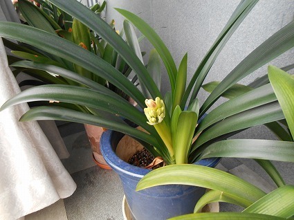 DSCN6326.jpg