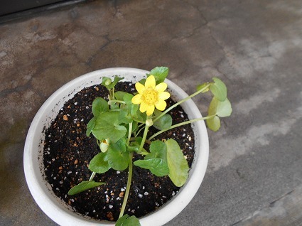 DSCN6328.jpg