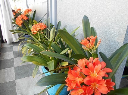 DSCN6353.jpg