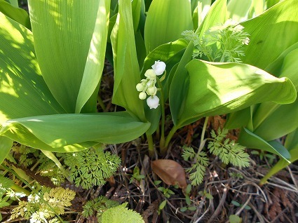 DSCN6377.jpg