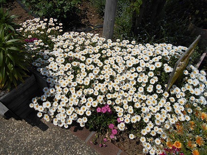 DSCN6396.jpg