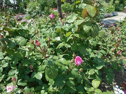 DSCN6397.jpg