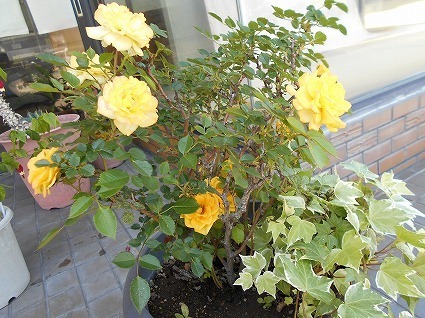 DSCN6458.jpg