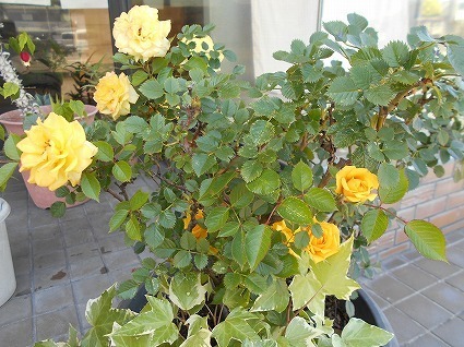 DSCN6459.jpg