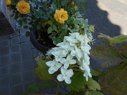 DSCN6461.jpg