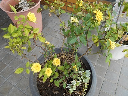DSCN6571.jpg