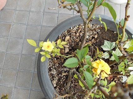 DSCN6572.jpg