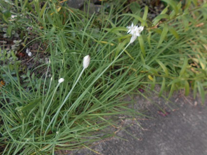 DSCN6575.jpg