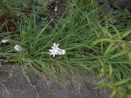 DSCN6576.jpg