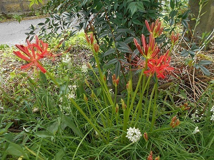 DSCN6594.jpg