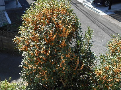 DSCN6633.jpg