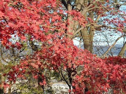 DSCN6694.jpg