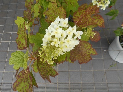 DSCN7051.jpg