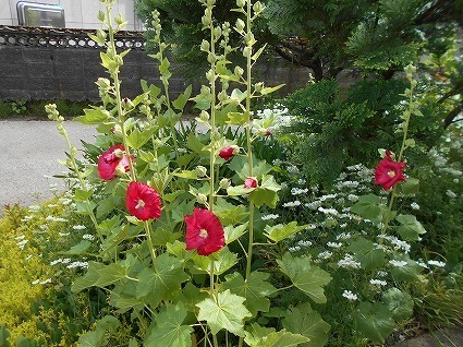 DSCN7052.jpg