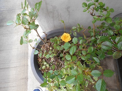DSCN7053.jpg