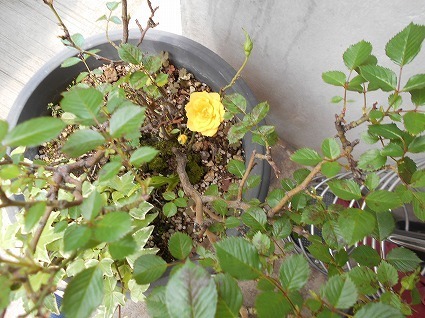 DSCN7054.jpg
