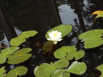 DSCN7078.jpg