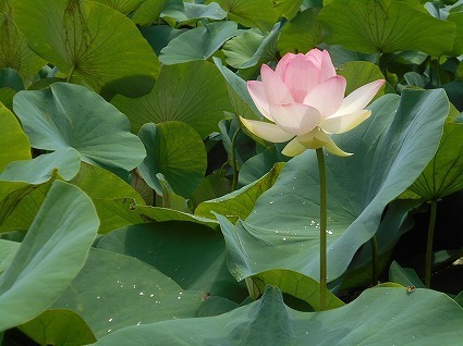 DSCN7114.jpg