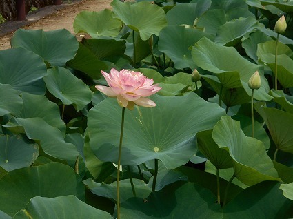 DSCN7116.jpg