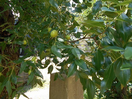 DSCN7121.jpg