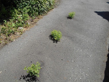 DSCN7122.jpg