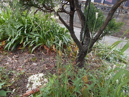DSCN7152.jpg