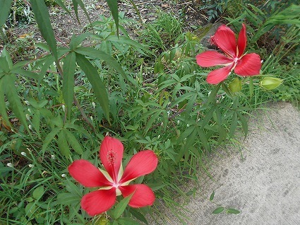 DSCN7153.jpg