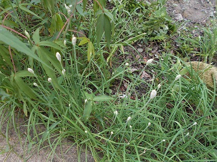 DSCN7154.jpg