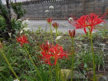 DSCN7173.jpg