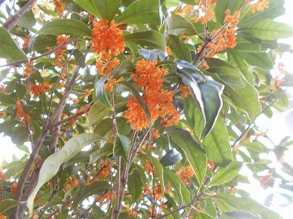 DSCN7241.jpg