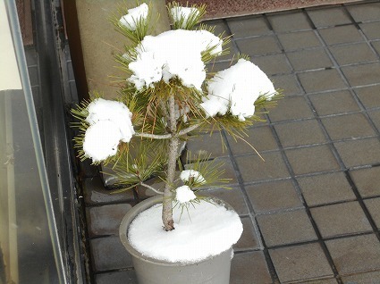 DSCN7333.jpg