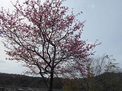 DSCN7400.jpg