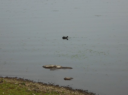 DSCN7523.jpg