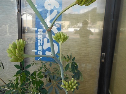 DSCN7631.jpg